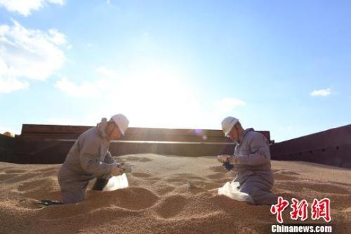 资料图：辽宁大窑湾检验检疫局工作人员对进口大豆进行查验。　闫善友摄