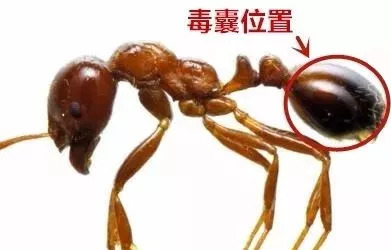 注意!红蚂蚁出没赣州 千万别碰这种蚂蚁……