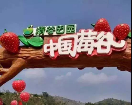 清谷田园·中国莓谷 冬季草莓新鲜正当时