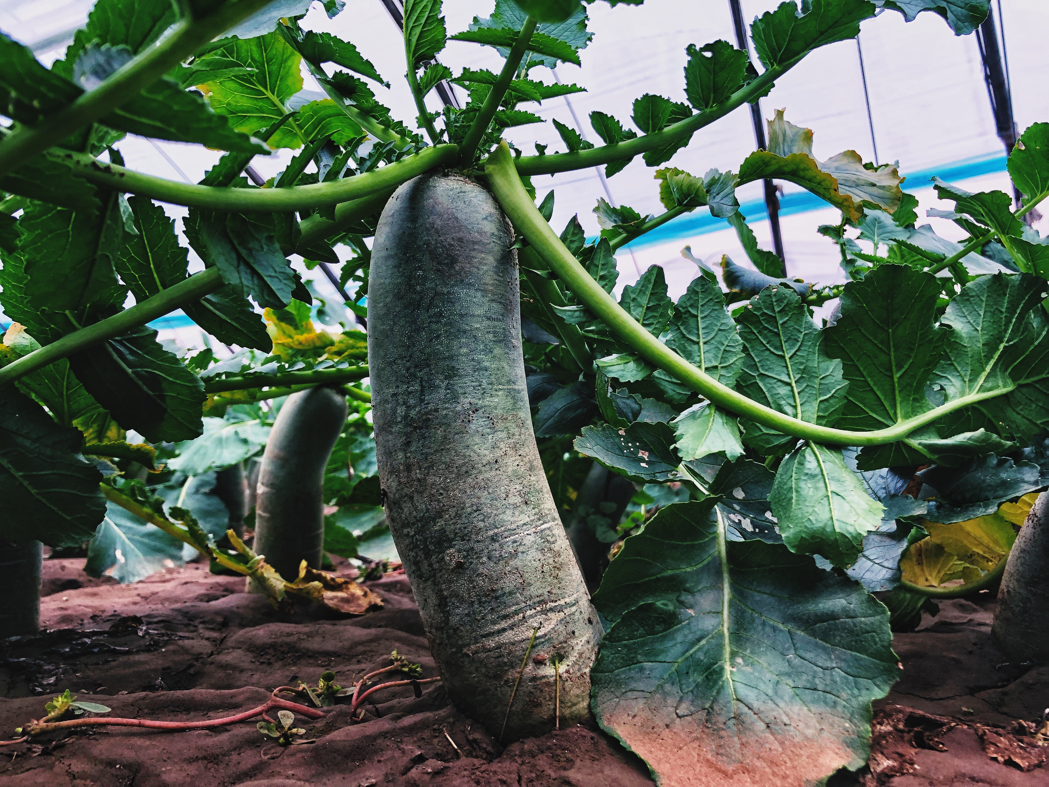 潍县萝卜陆续上市 普通萝卜价格比往年高出五成