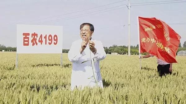 他发现的这5粒种子，让中国在杂交小麦上夺得话语权