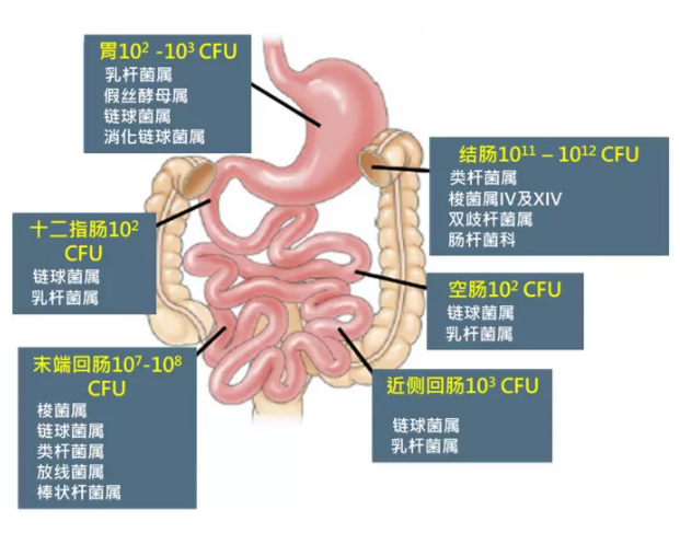 怎么调理肠道功能紊乱五大迹象 0637e3c5b7e7916_w621_h487.png