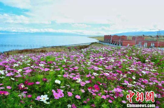 图为青海湖畔的格桑花海。(资料图) 鲁丹阳摄