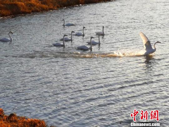 图为一群天鹅在湖面嬉戏。　吴学珍摄