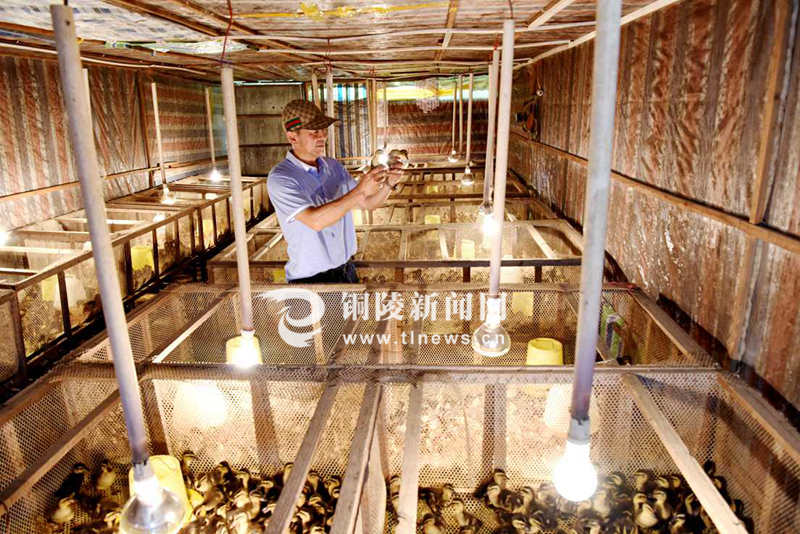 村民在孵化房里巡查枞阳媒鸭鸭苗.