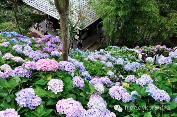 6月 去日本寺庙里赏花 比樱花更美!