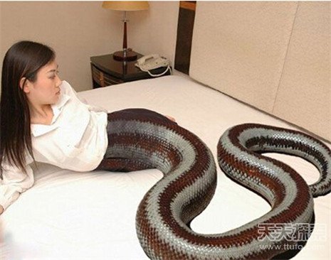 荒诞故事:印尼人头蛇身怪物震惊世界 盘点网络