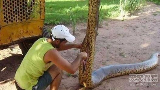 村民挖出百岁巨蟒!全身金鳞头部长蛇冠 当地媒