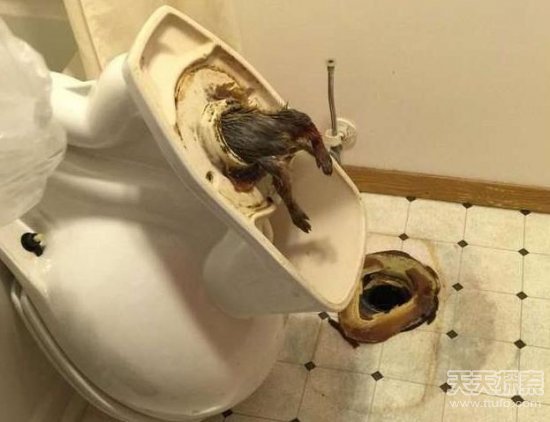 怎么样上厕所不会堵马桶 d34188dcb90afa6_w550_h422.jpg