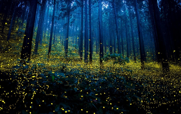 森林萤火虫夜景 手绘