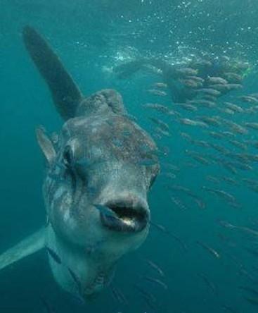 长白山天池水怪照片突现 事实真相惊人专家称