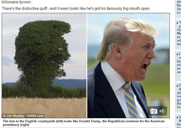 英国乡间一棵树神似特朗普 网友：头发比他多(图)