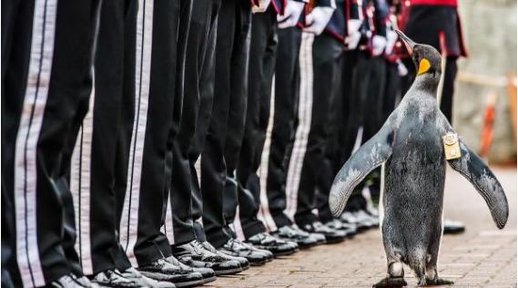 挪威将一只企鹅擢升为准将：有爵士头衔(图)