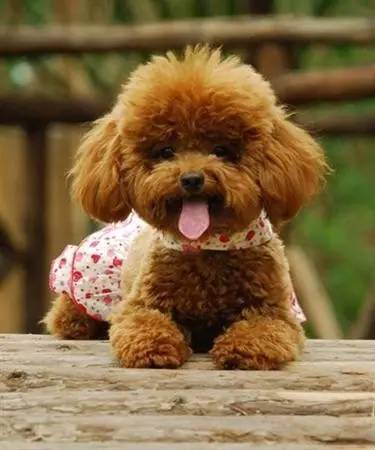 各种狗及身价,终于收全了