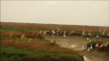 《鸟儿的迁徙》摄影师田征宇用5年时间，在鄱阳湖跟踪拍摄