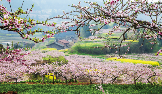 《十里桃花 让我等你三生三世》