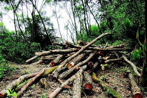 滥伐 浙江新闻官网