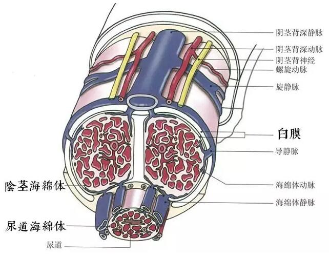 ① niao道发育不良,一侧海绵体缺乏