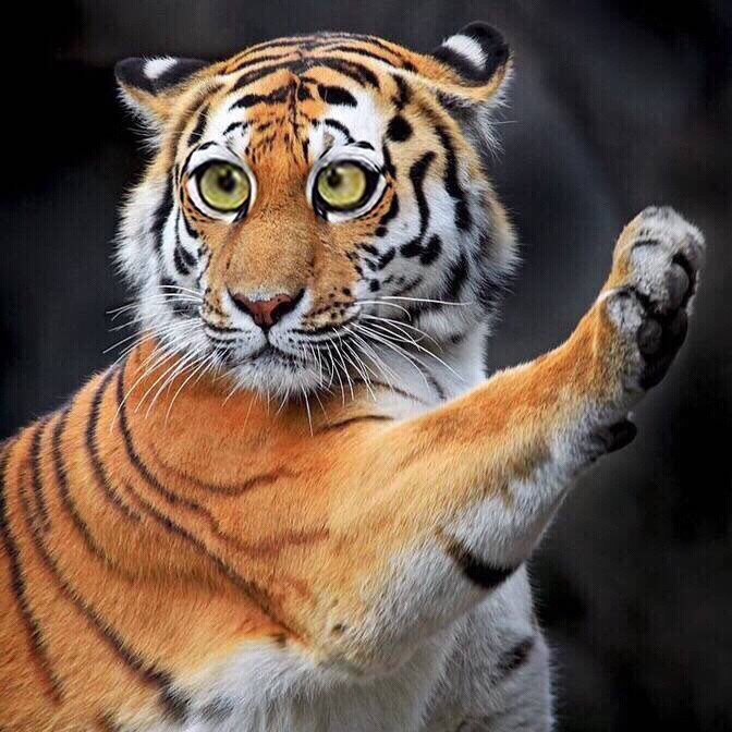 囧图160801:只要我一开口 四位导师都要转身选我|33图