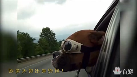 汪星人太贪吃把头卡进饼干桶