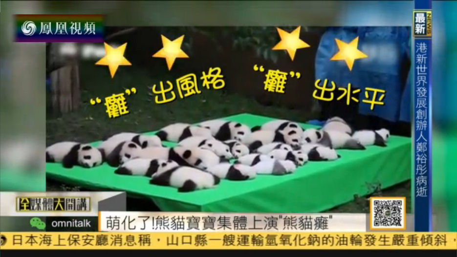 成都23只大熊猫宝宝集体上演“熊猫瘫”