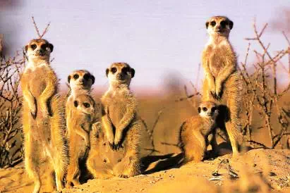 勘探队非洲求生记：中国公司海外找矿的艰辛惊险