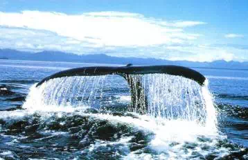 勘探队非洲求生记：中国公司海外找矿的艰辛惊险