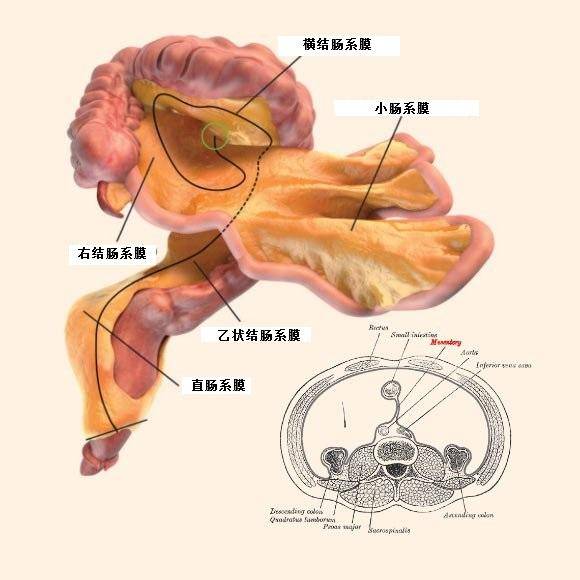 同时,肠系膜更细分的结构亦得以确认,小肠系膜,横结肠系膜,乙状结肠系