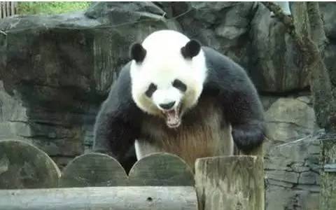为什么熊猫会被全世界人叫"滚滚"?