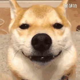 吐舌头就算了您别摇头啊 太萌了 这只京巴居然明目张胆偷吃主人的