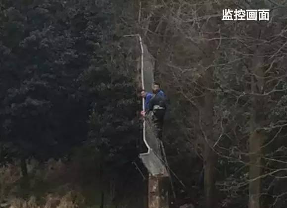 宁波老虎咬人:不守规则的后果 - tskyslq - 林海露珠欢迎你 null