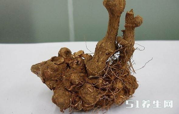 金荞麦茶的副作用