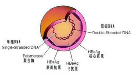 乙肝五项检查中有三项是阳性说明了什么