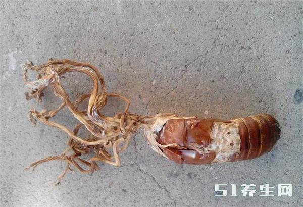 金蝉花的功效与作用 金蝉花的功效与作用