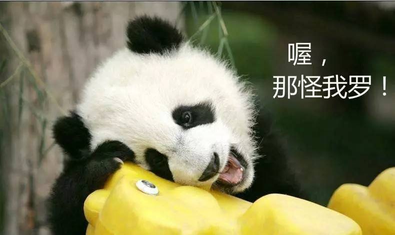 人不如国宝系列:大熊猫们在荷兰住“豪宅”! --凤凰房产襄阳