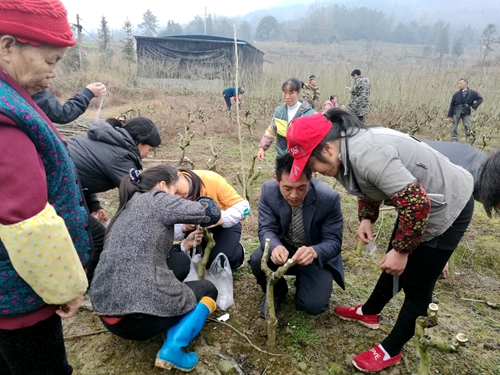 黔江区后坝 人口_诗和远方伴春行 清明小长假重庆黔江各景区人气旺