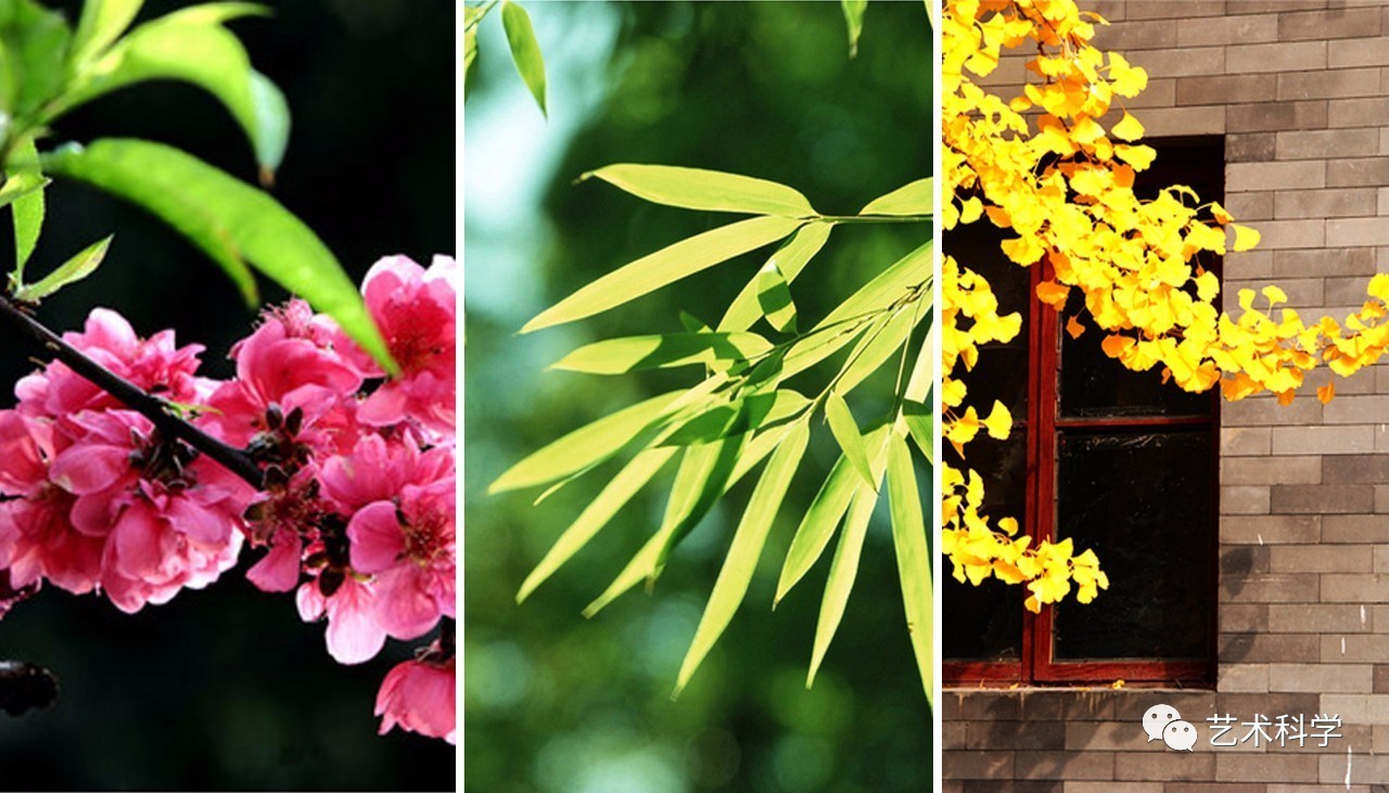 竹子护宅,香椿辟邪,植物风水你知多少? - 随缘易士 - 随缘易士金口诀 竹子护宅,香椿辟邪,植物风水你知多少? - 随缘易士 - 随缘易士金口诀