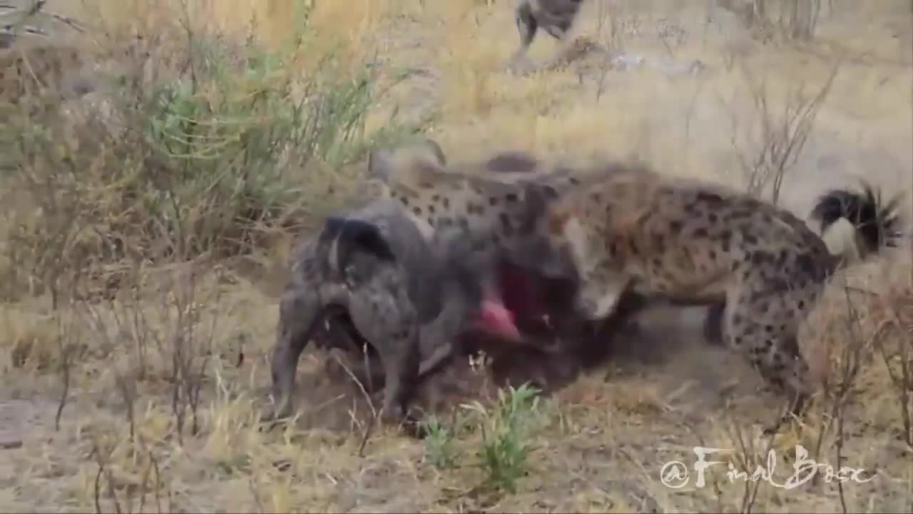鬣狗试图抢食 被非洲野狗一招制住