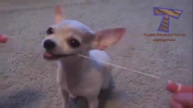 宠物生活恶搞视频,宠物生活恶搞视频大全