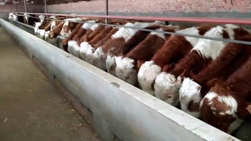 养殖母牛几年见效益 繁殖西门塔尔肉牛犊
