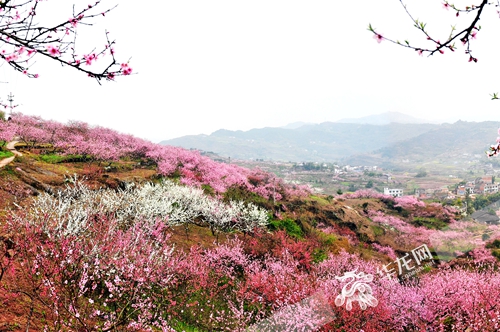 开州郭家毛成桃花节即将开幕 3月8日到郭家赏万亩桃林