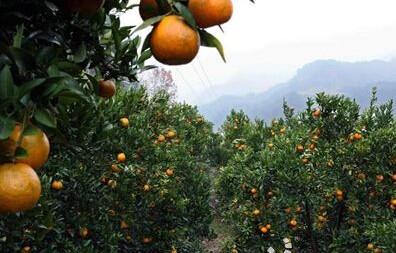 宜都中国柑橘之乡将打造国家柑橘农业公园