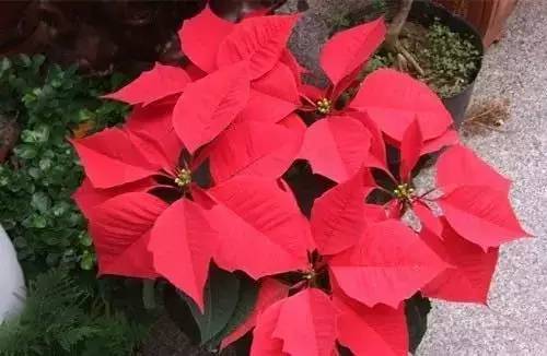 这些常见的花 有毒 ,女子头发掉得好恐怖,只因家