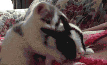 【萌萌动物gif】猫兔cp不止二次元的虹猫蓝兔,现实中
