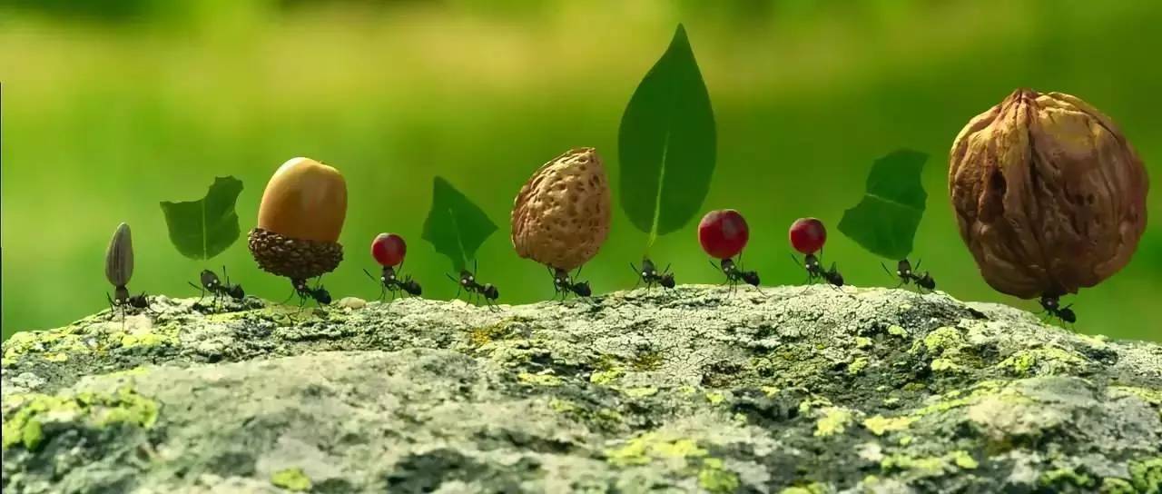 这种小蚂蚁，为何能入侵全世界、组成横越大洋的超级帝国?