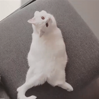 壁纸 动物 狗 狗狗 320_320 gif 动态图 动图