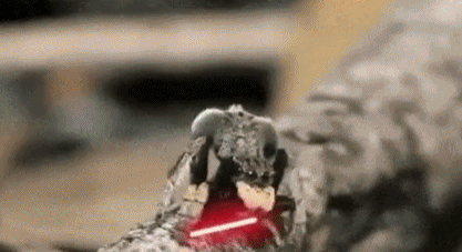 壁纸 动物 狗 狗狗 417_227 gif 动态图 动图