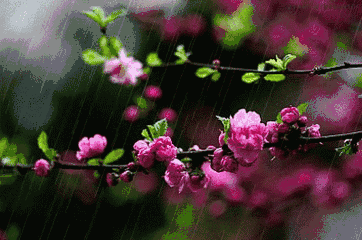周末与你相约在雨中