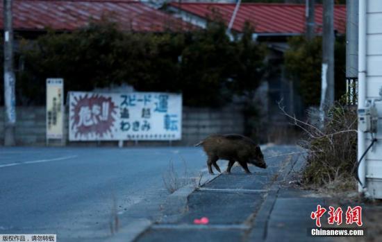 资料图：野猪在浪江町空无一人的街道中觅食。核泄漏发生之后，日本当局划设了超过20公里的禁区，禁区内16万名居民被迫搬离家园。