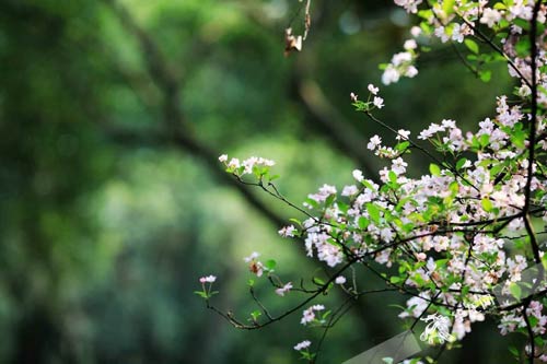 花枝什么颤成语_花枝乱颤什么意思(2)
